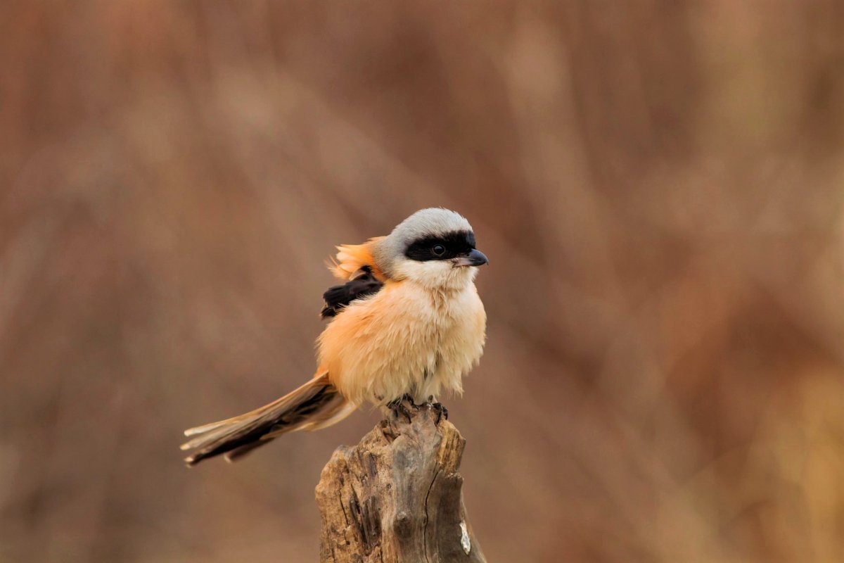 Болван птица