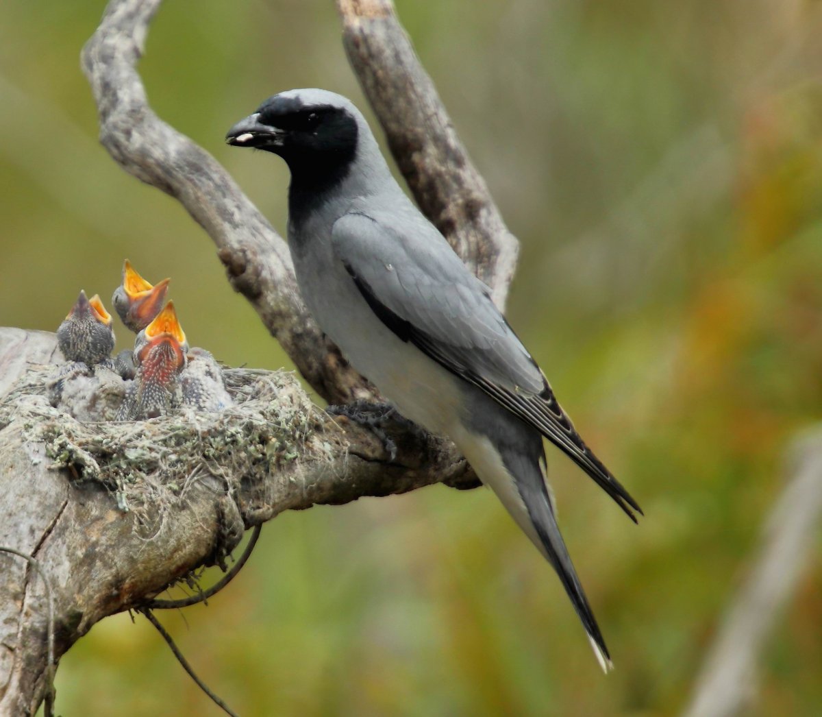 Птица с черно серым окрасом