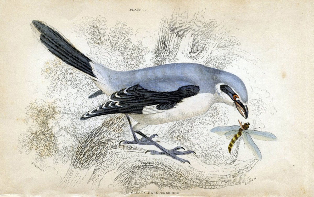 Птицы Вильяма Жардина