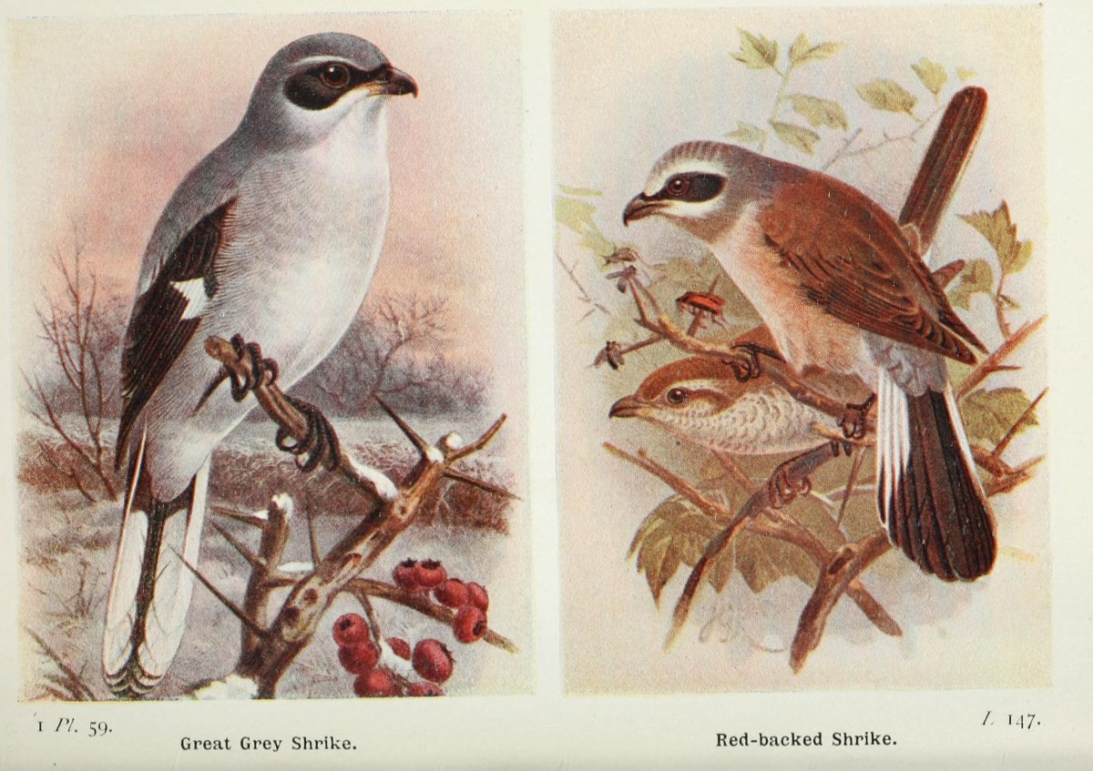 Shrike Bird Art