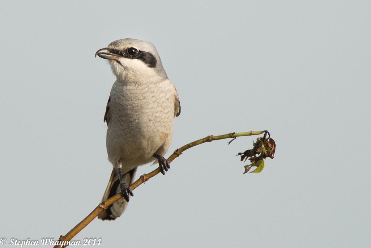 Сорокопут птица убийца