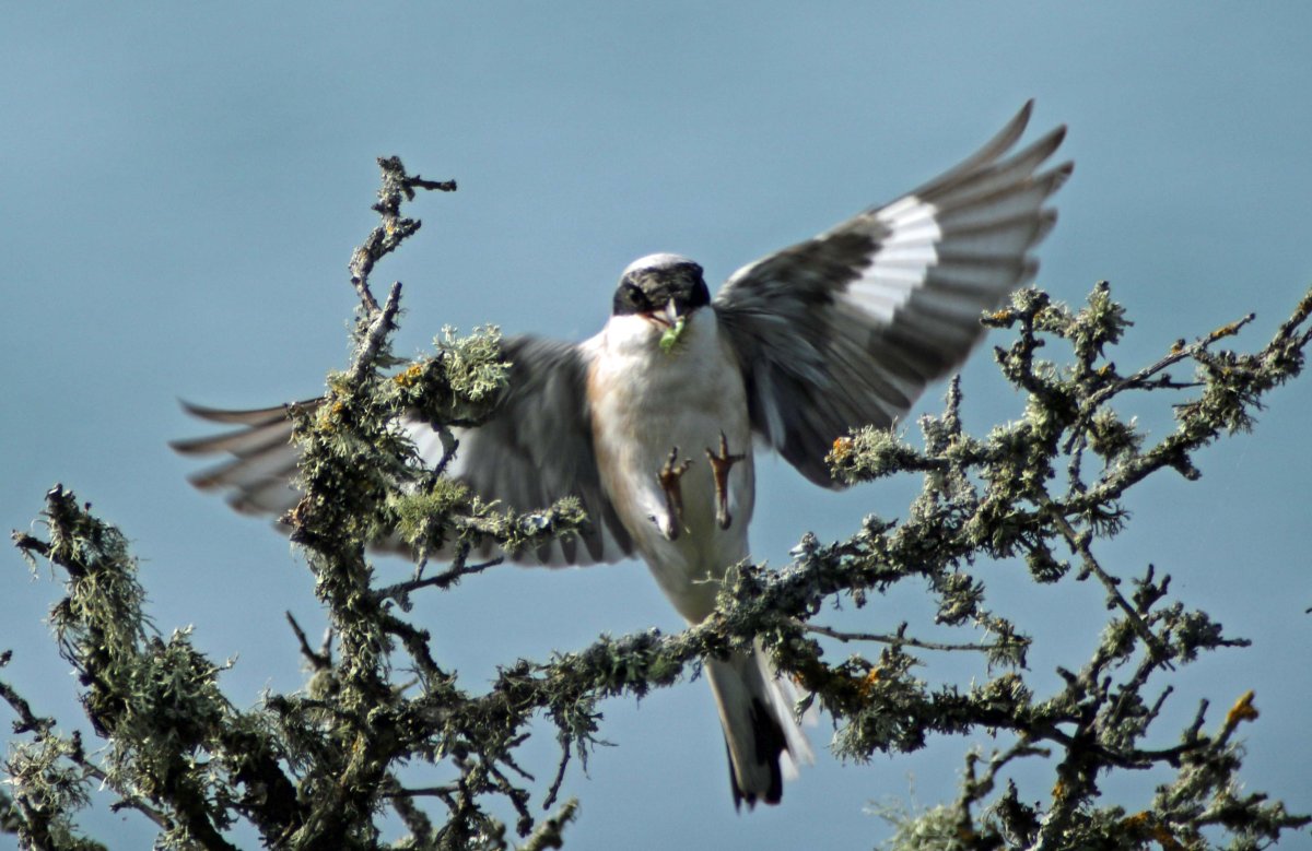 Птица ,которая бросает свою жертву на ветки