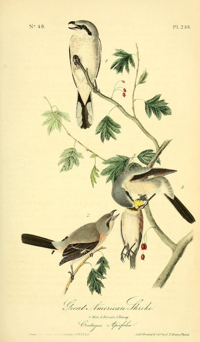 Картины летающие сорокопуты рисунки