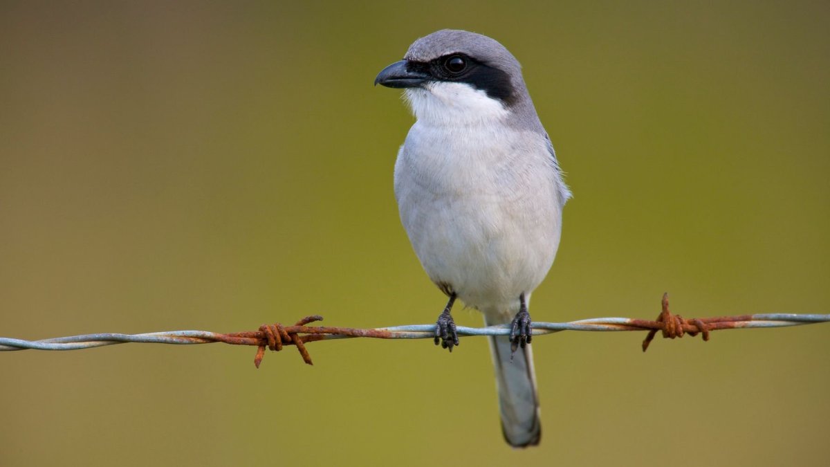 Птица Мясник сорокопут