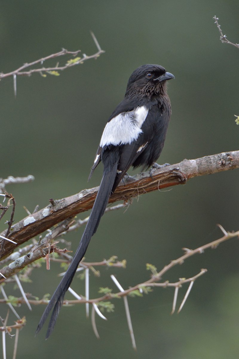 Белогрудый сорокопут