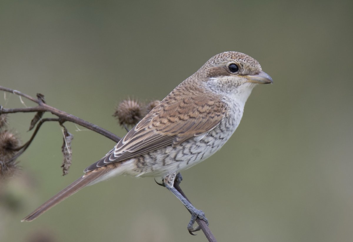 Сорокопут фото