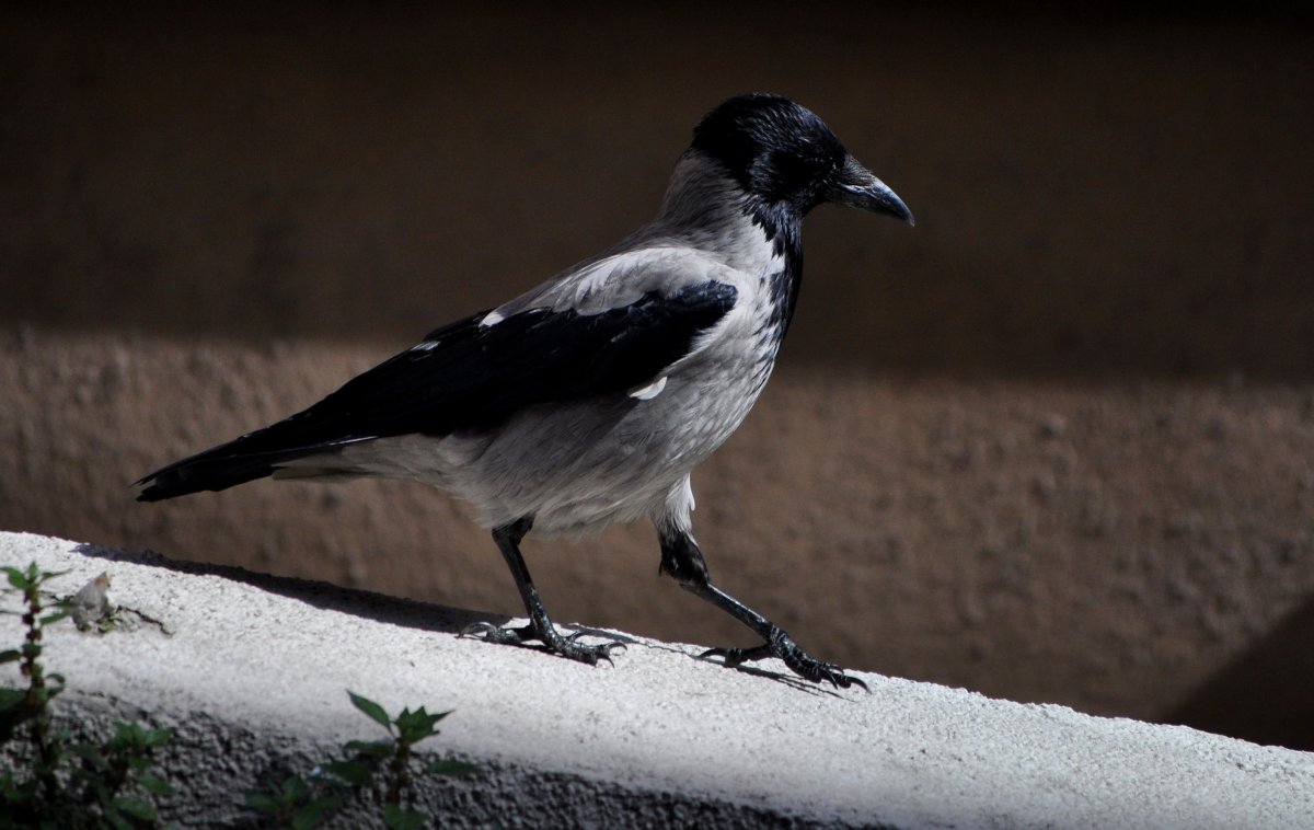 12 Сорок птиц