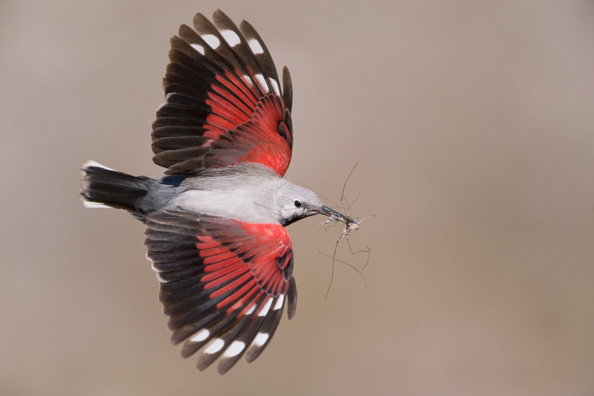 Краснокрылый стенолаз