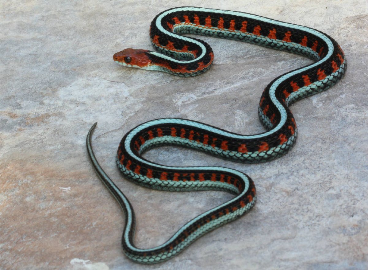 Калифорнийская Горная гадюка