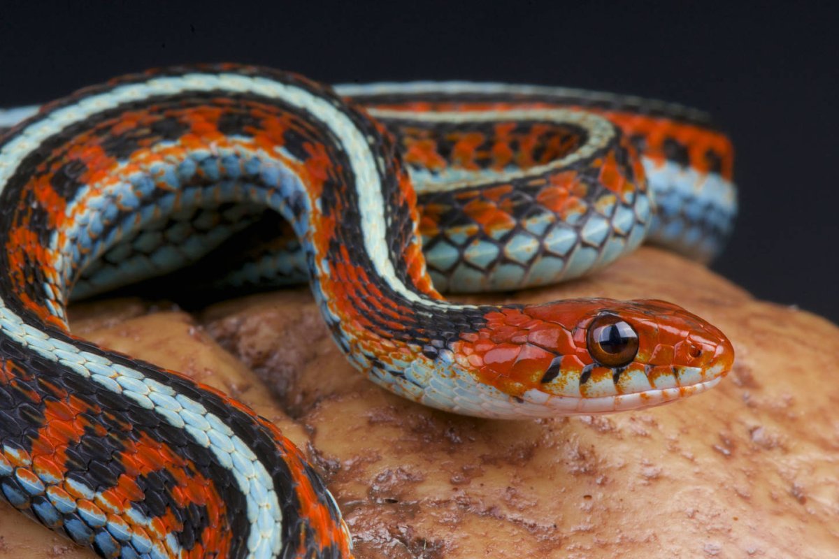 Подвязочная змея (Thamnophis sirtalis)
