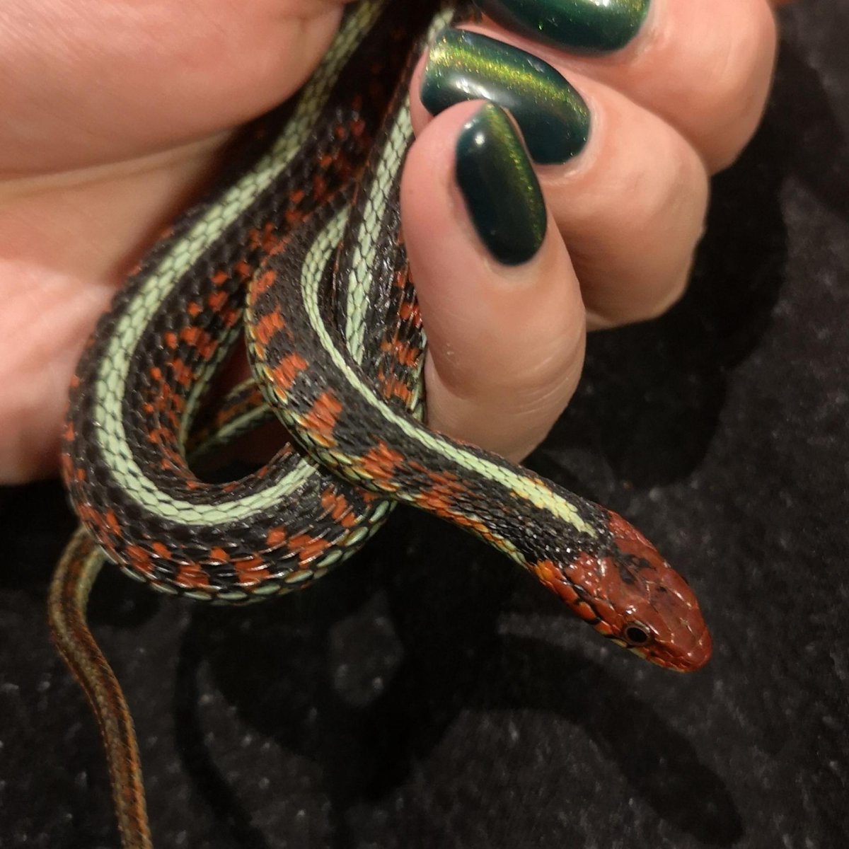 Калифорнийскаяподвязочная змеяъ