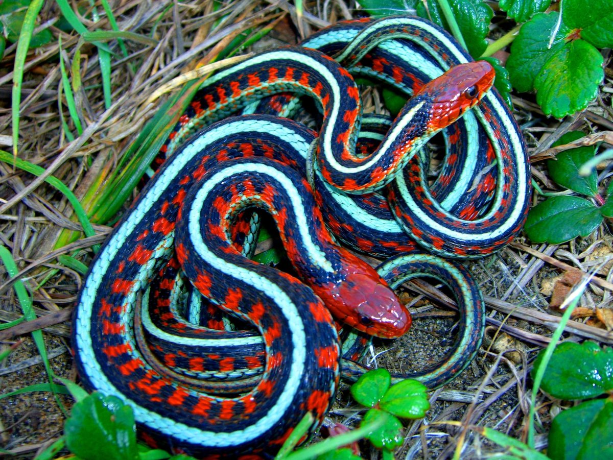 Подвязочная змея (Thamnophis sirtalis)