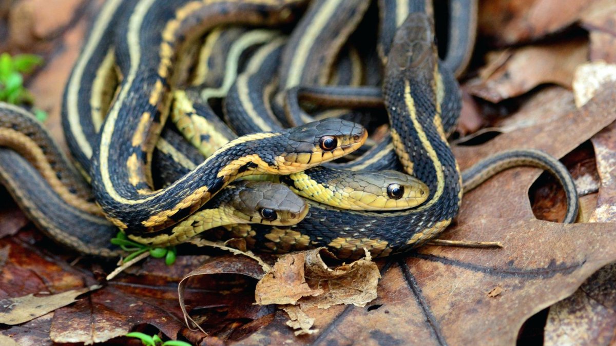 Западная подвязочная змея (Thamnophis elegans).