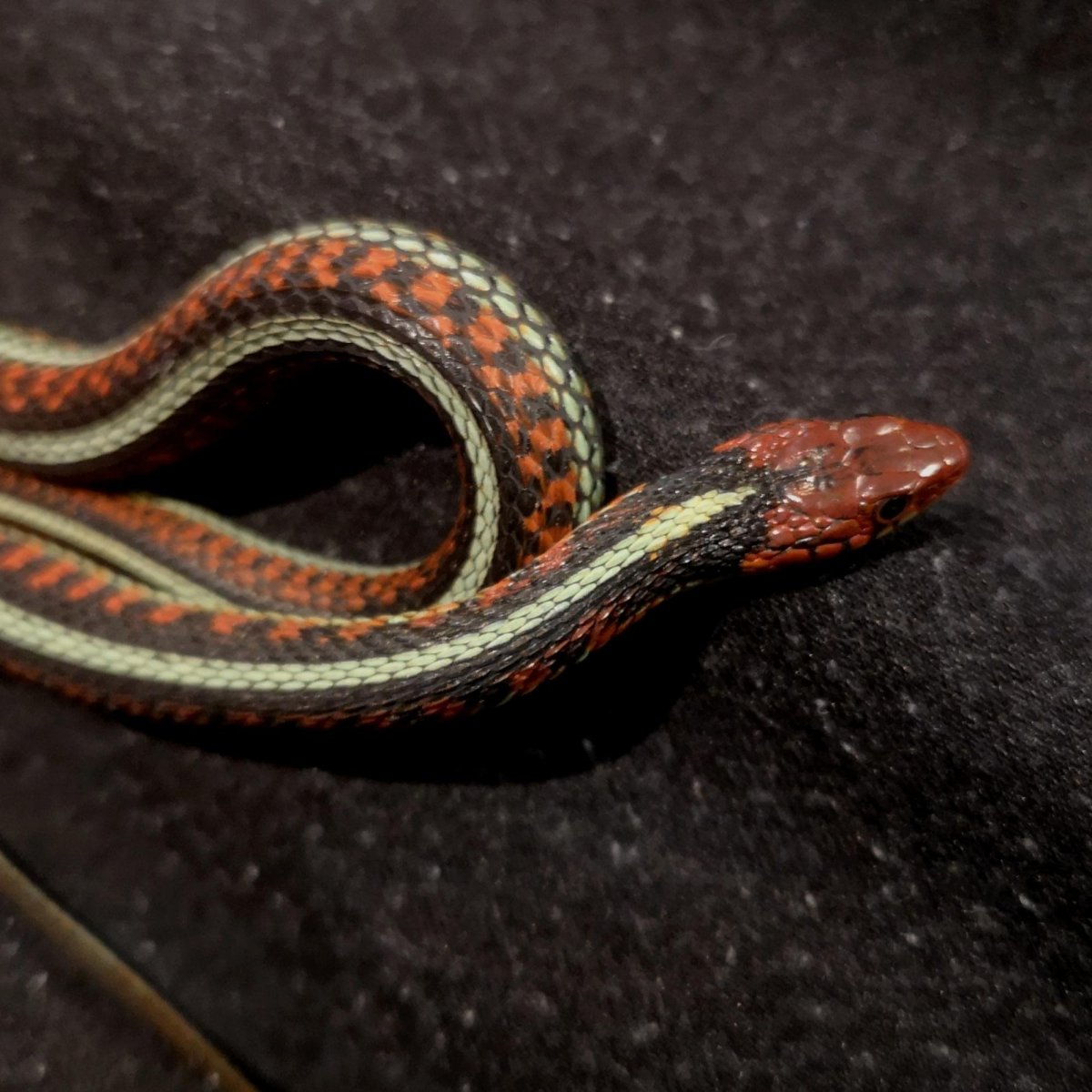 Калифорнийская подвязочная