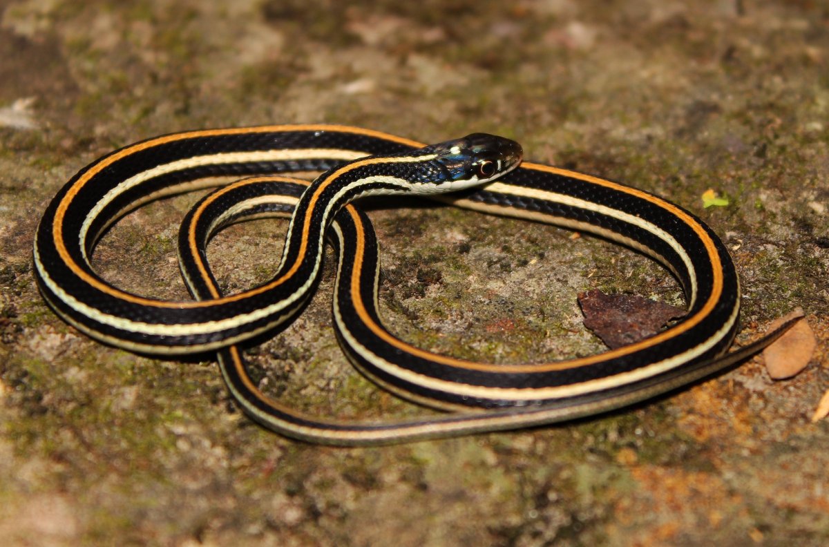 Подвязочные змеи Thamnophis sirtalis parietalis