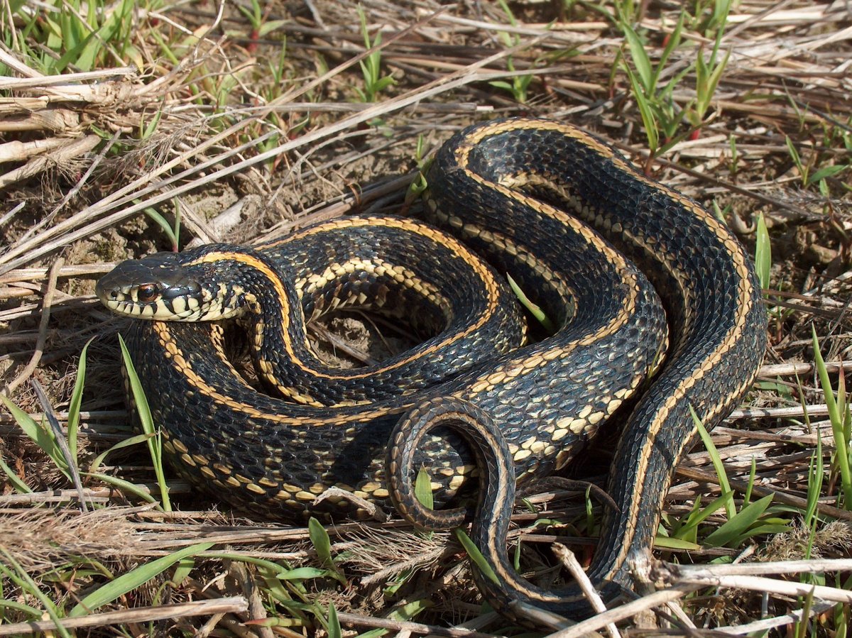 Eastern Black-necked Garter Snake