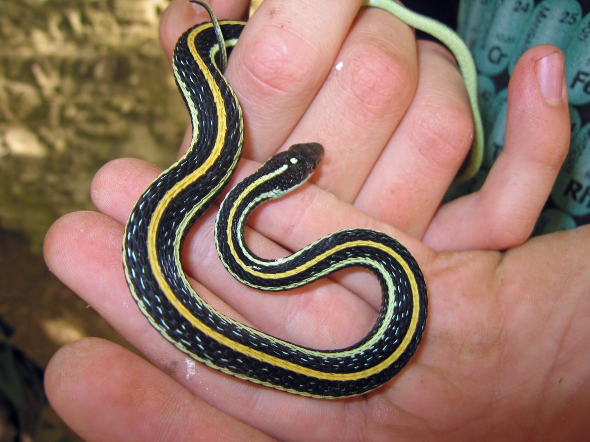 Калифорнийская Краснобокая Garter Snake змея