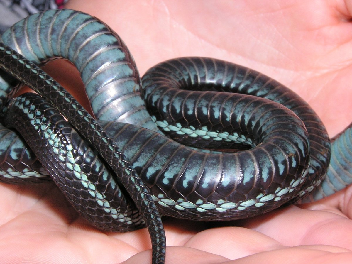 Шахматная подвязочная змея