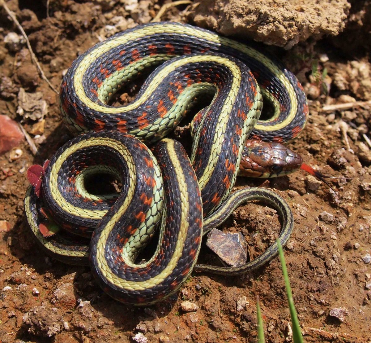 Калифорнийскаяподвязочная змеяъ