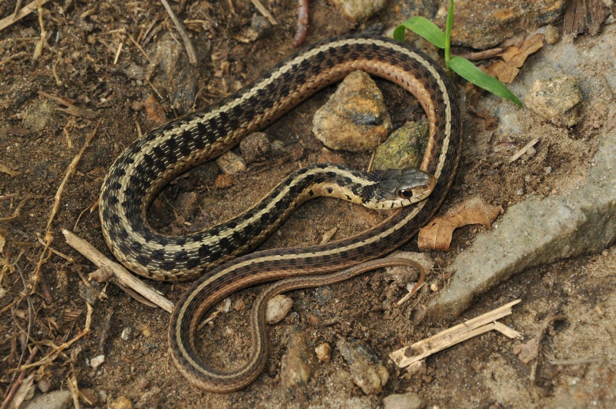 Thamnophis sirtalis parietalis