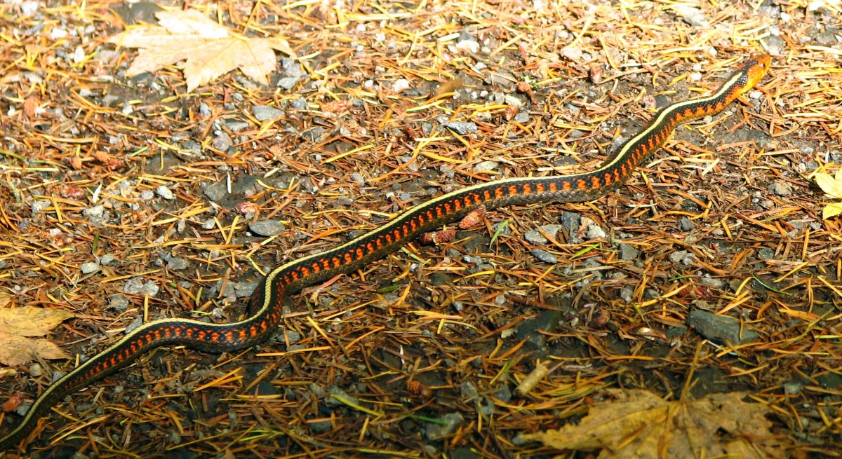 Thamnophis concinnus