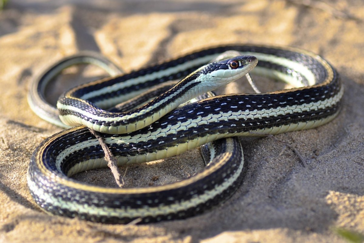 Подвязочная змея (Thamnophis sirtalis)