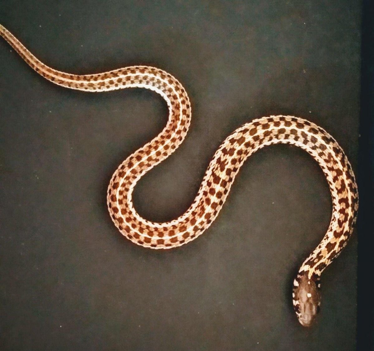 Украшена подвязочная змея