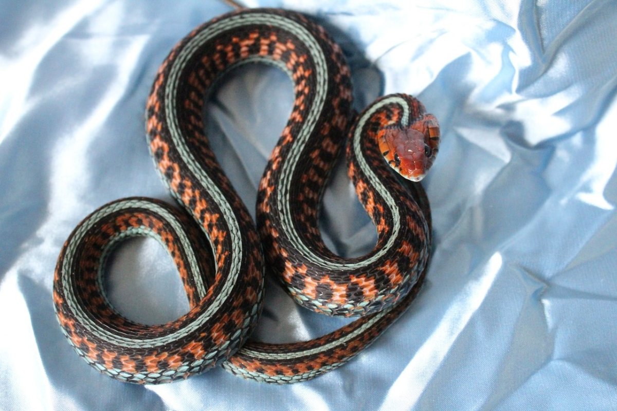 Калифорнийский подвязочный уж