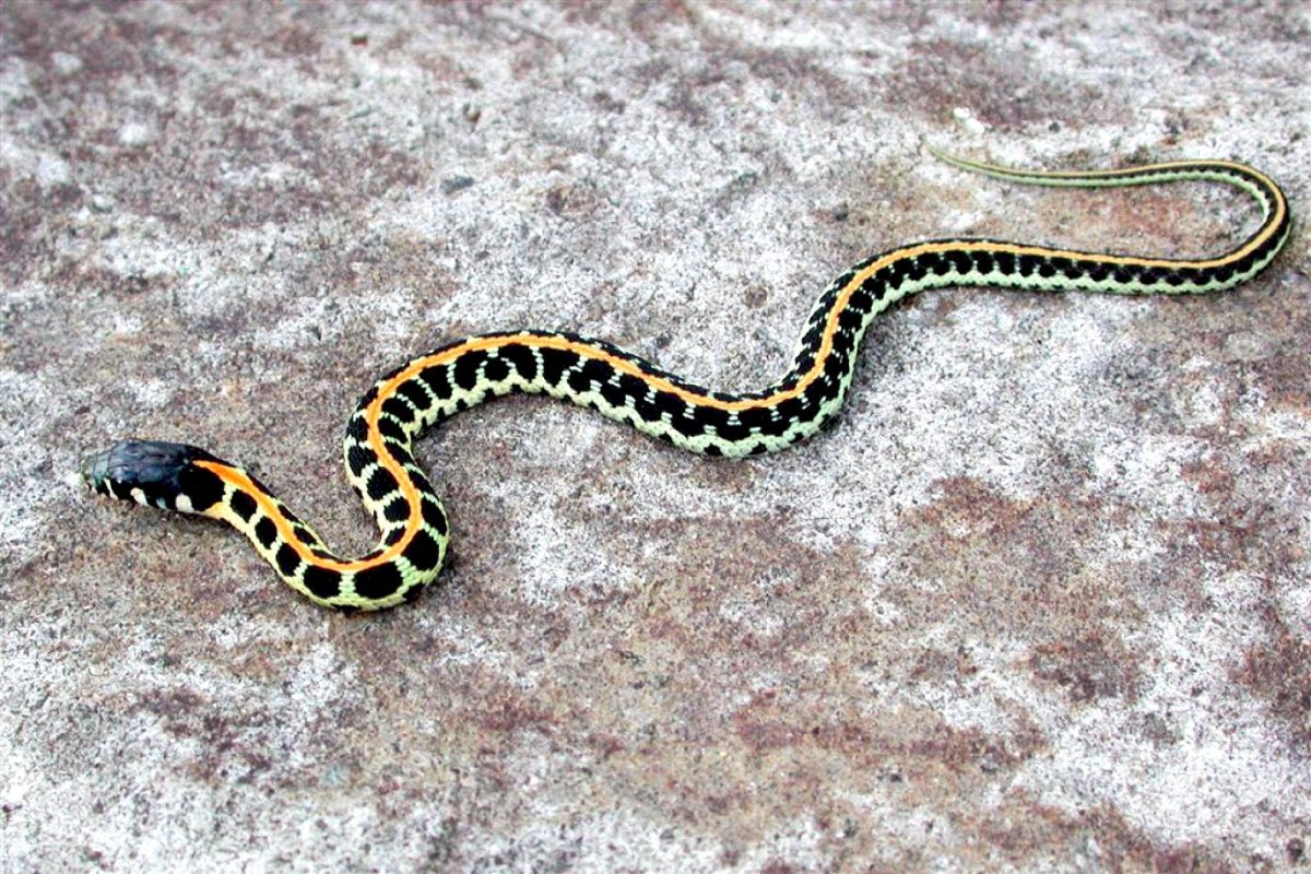 Thamnophis couchii