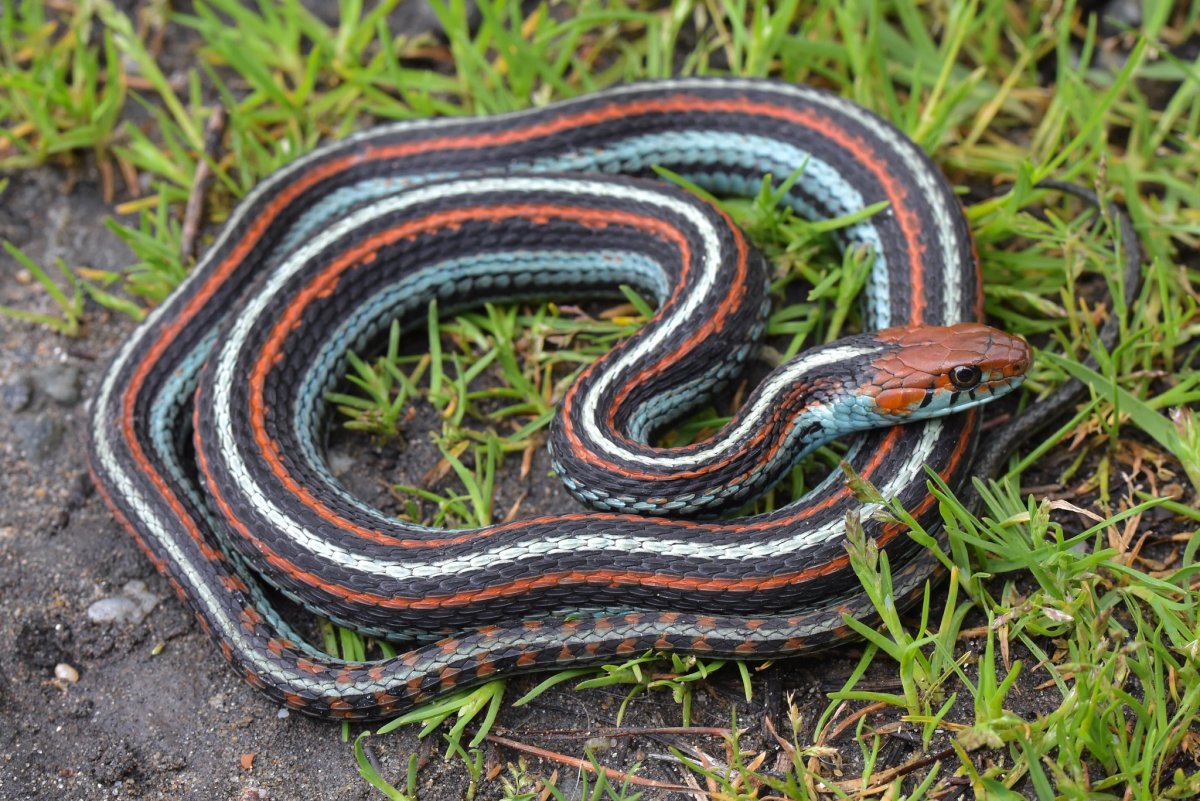 Thamnophis Marcianus