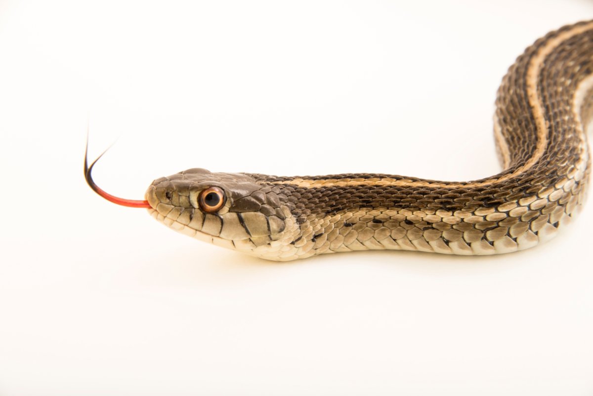 Тамнофис Атратус