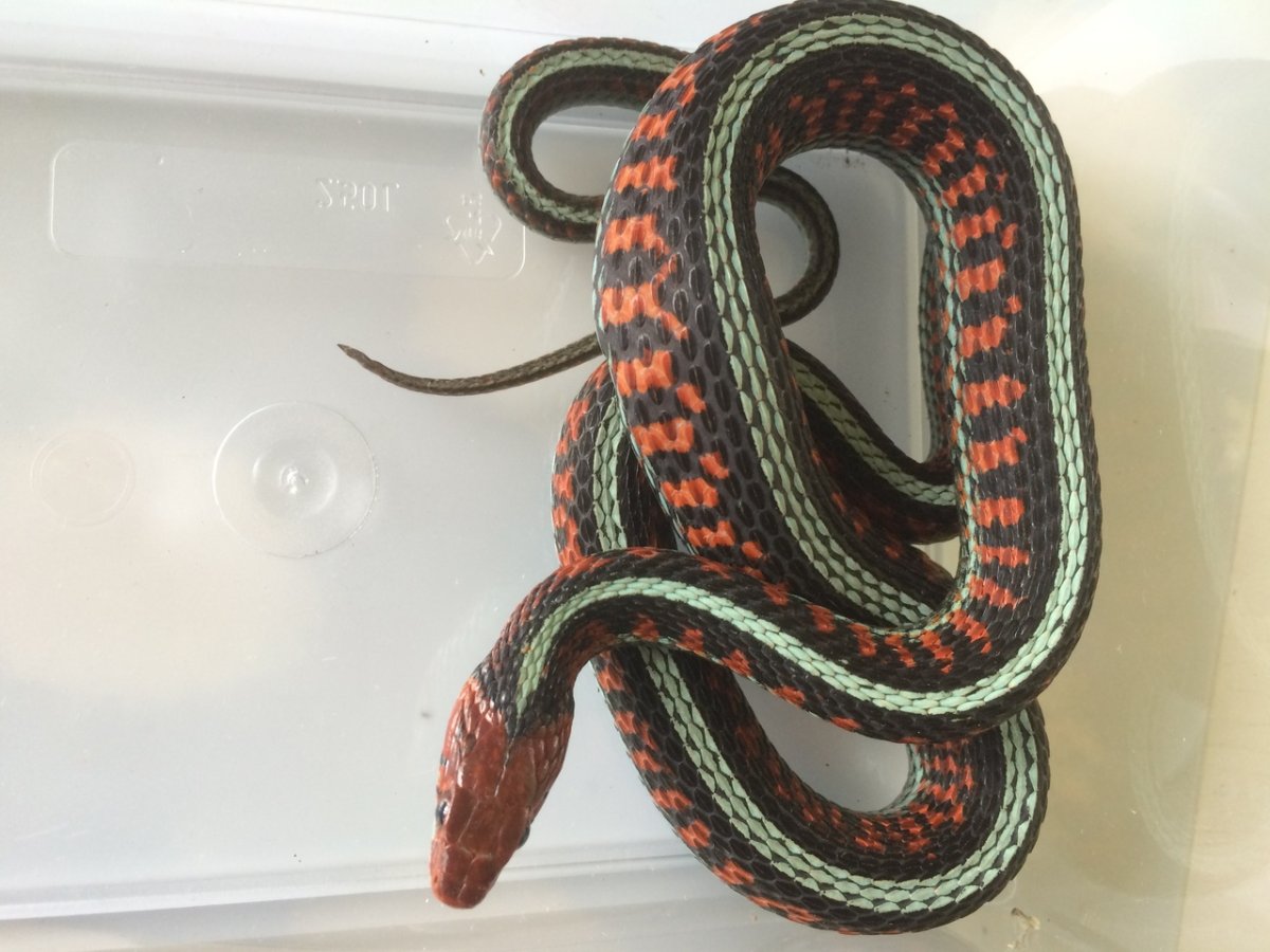 Thamnophis sirtalis infernalis