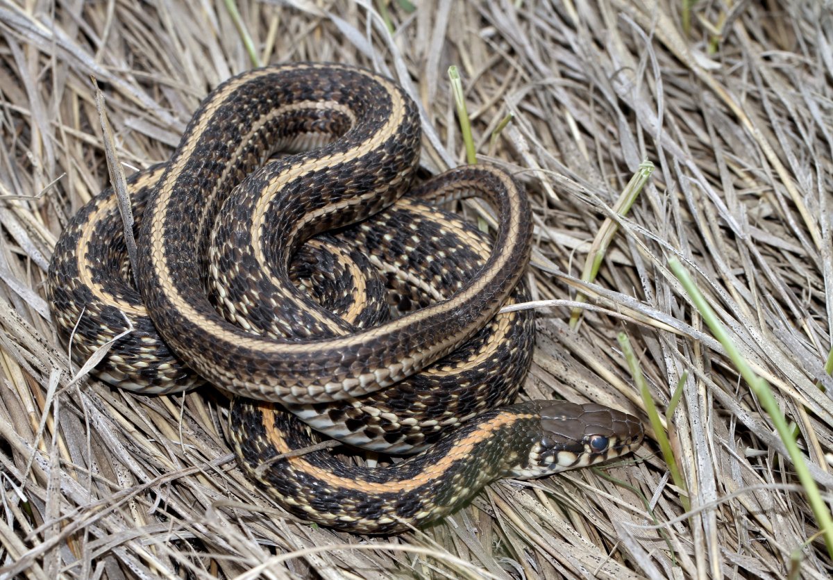 Thamnophis Radix