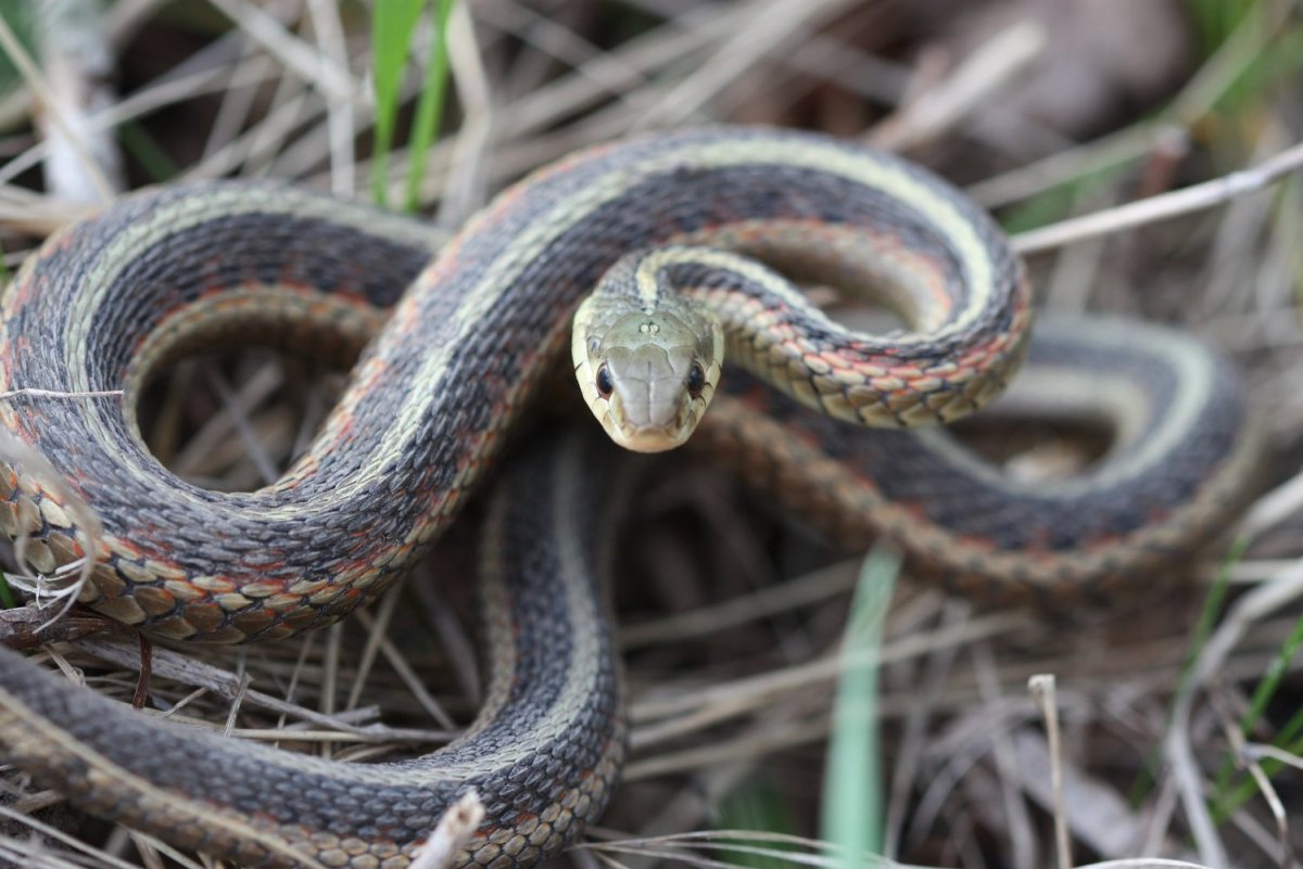 Калифорнийский подвязочный уж фото