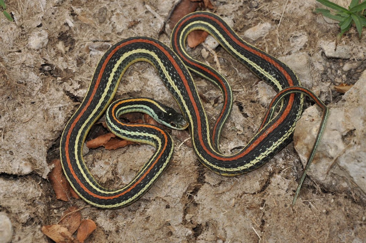 Thamnophis cyrtopsis
