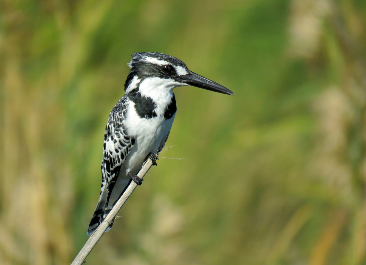 Зимородок черно белый