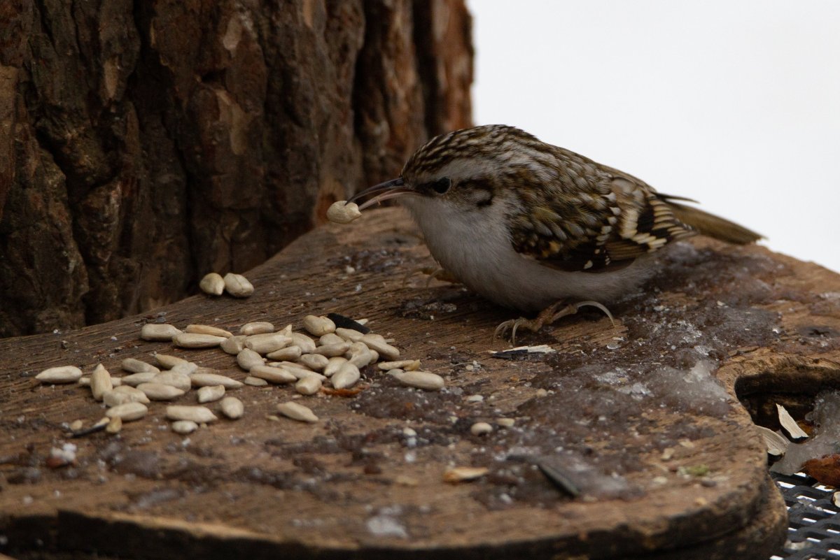Маленькая птичка с длинным тонким клювом
