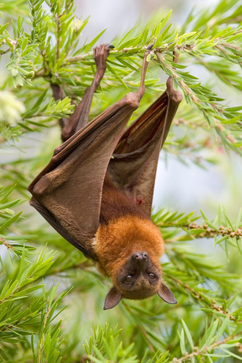 Крылан летучая лисица