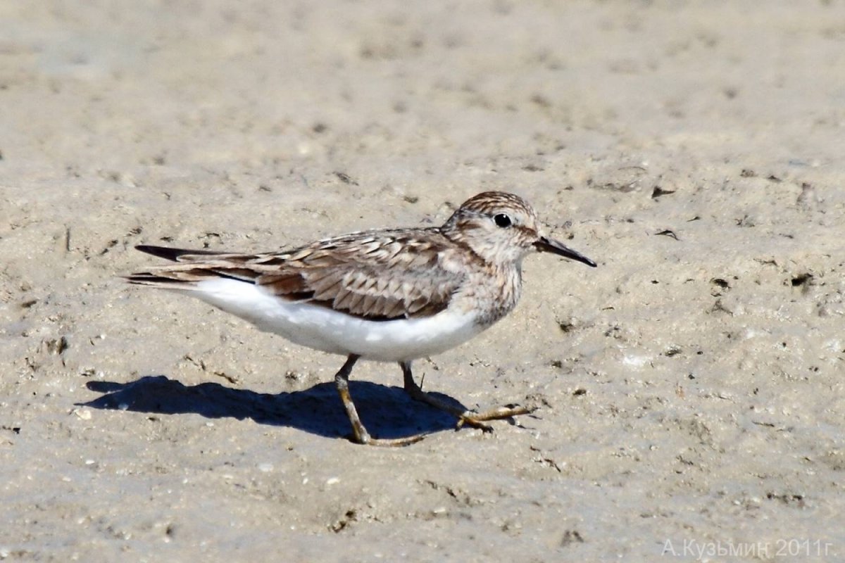 Маленькая серая птичка с длинным клювом