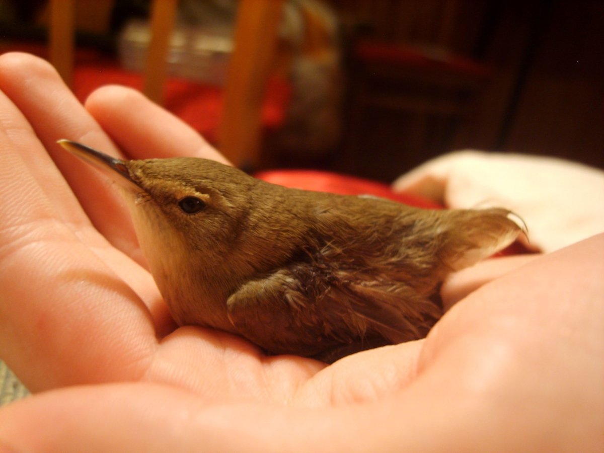 Птенец с длинным клювом