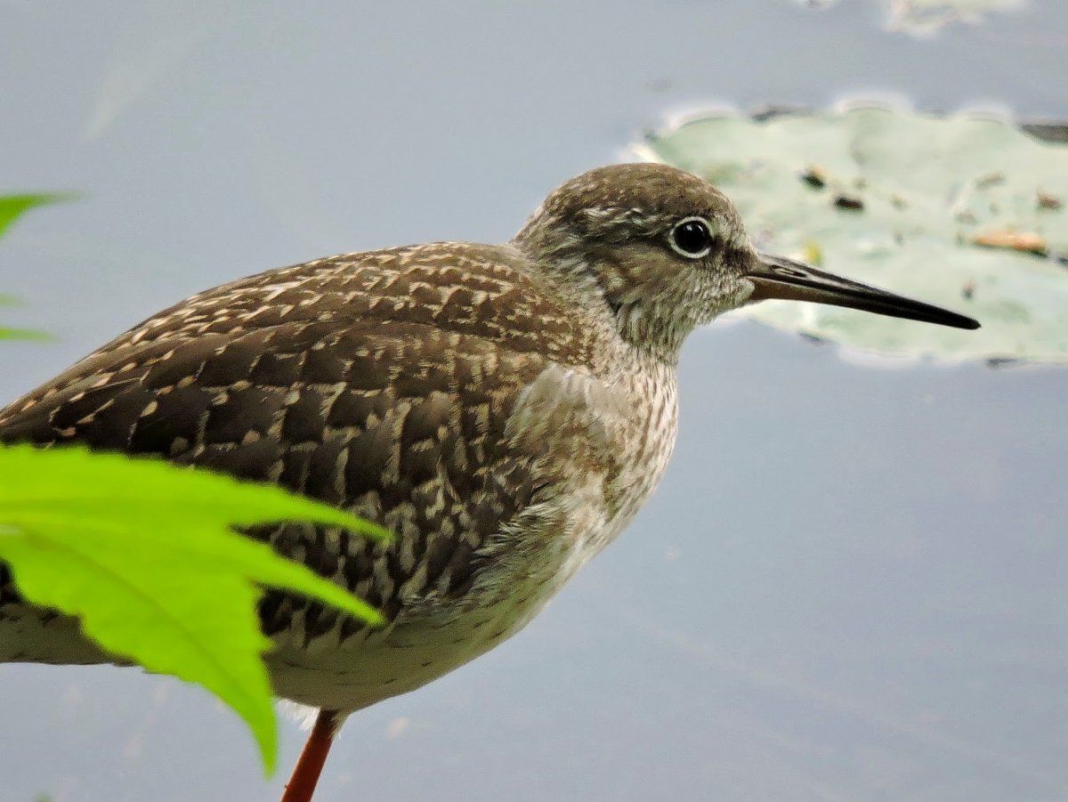 Кулик травник в полете