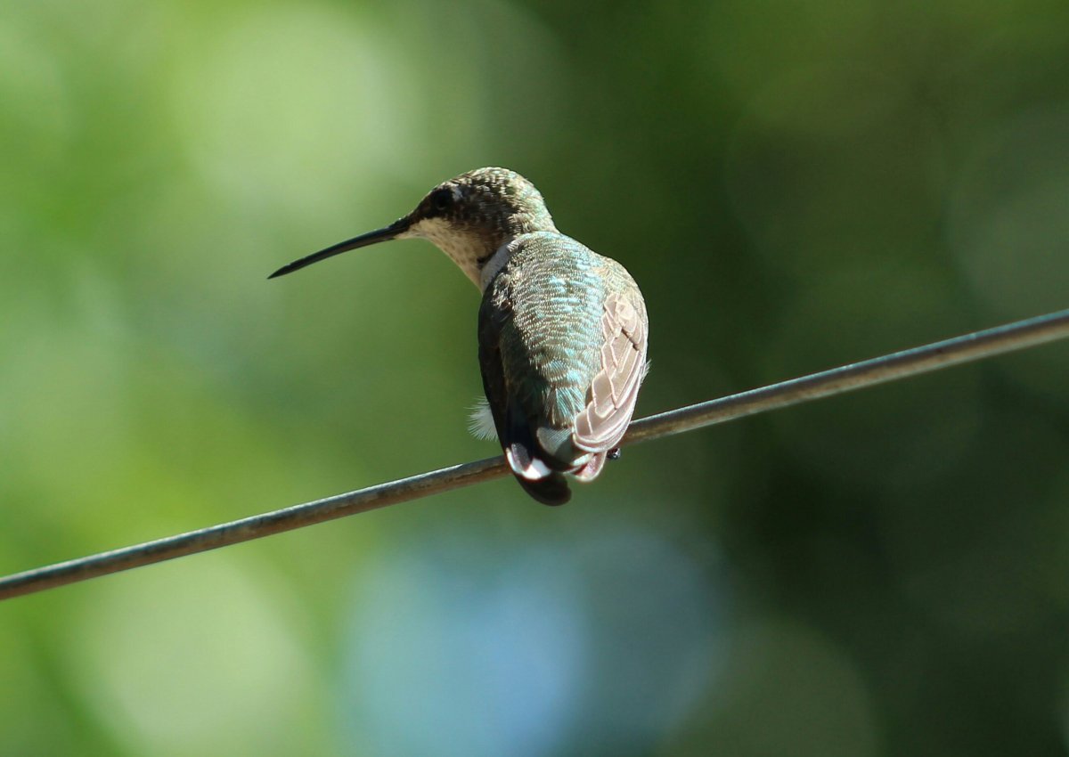 Муха Колибри