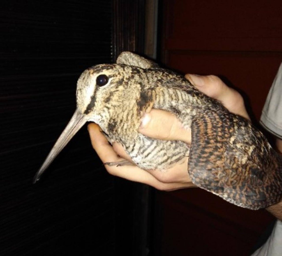 Птица с длинным клювом