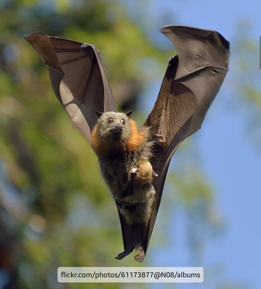 Индийская летучая лисица с детенышем