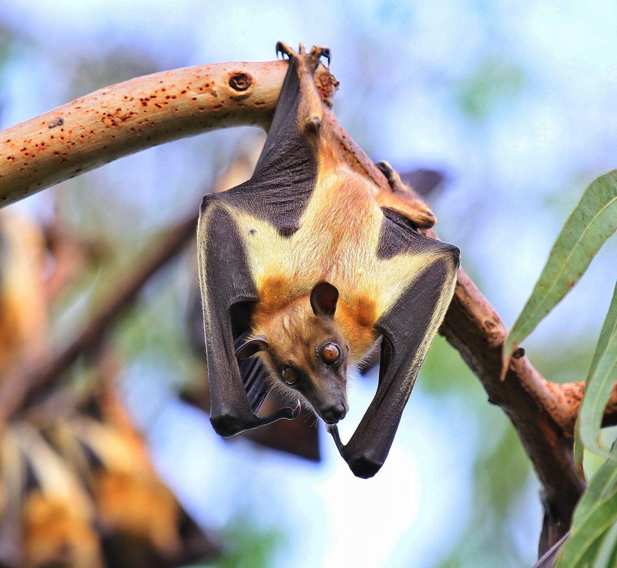 Крылан Ливингстона