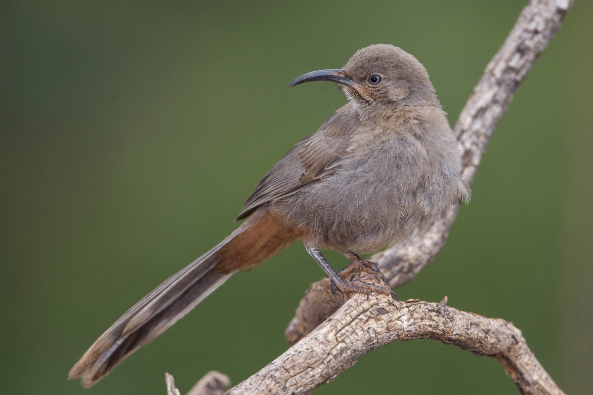 Кривоклювый пересмешник