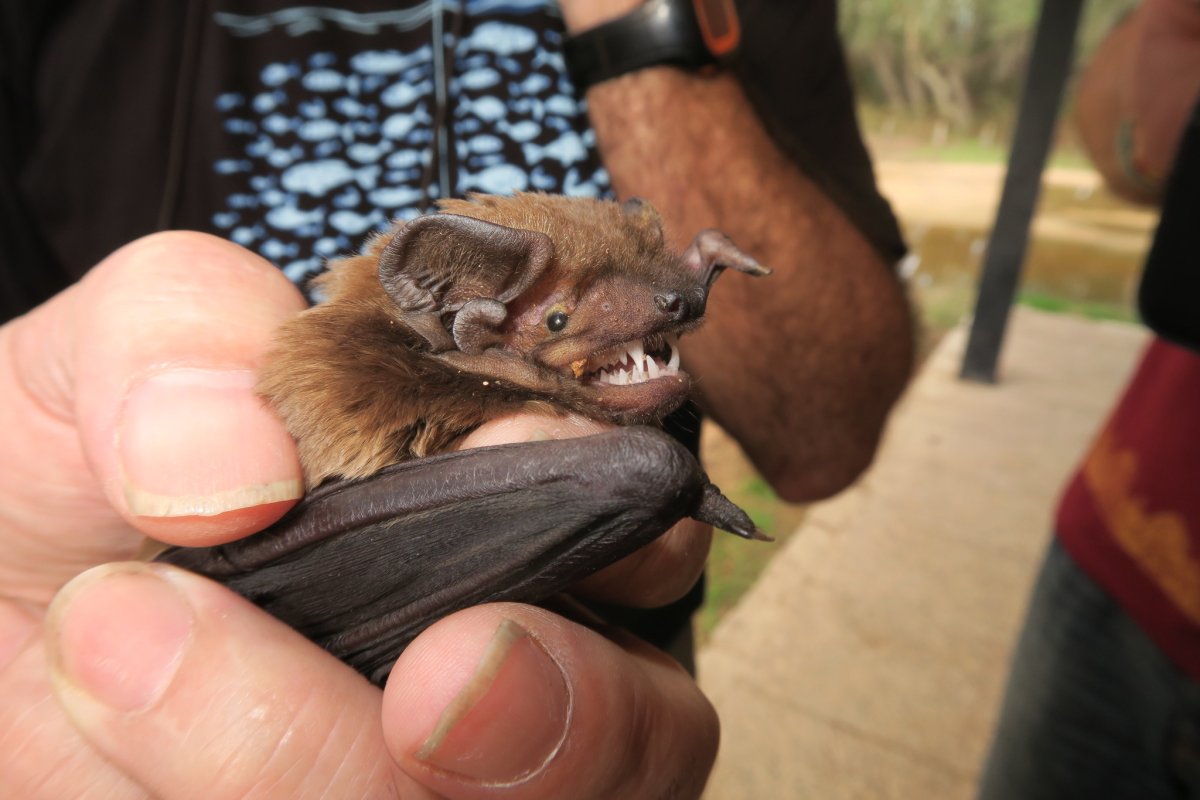 Самая большая летучая мышь