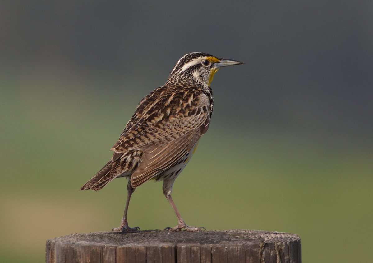 Небольшая пестрая птица с длинным клювом