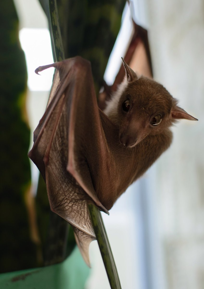 Летучая мышь Нильский крылан