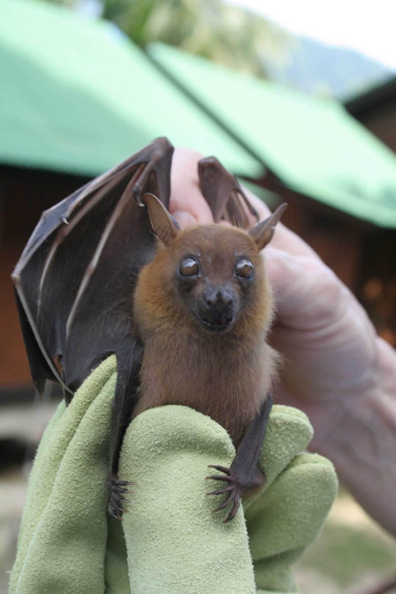 Нильский крылан